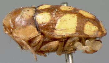 Media type: image; Entomology 9258   Aspect: habitus lateral view